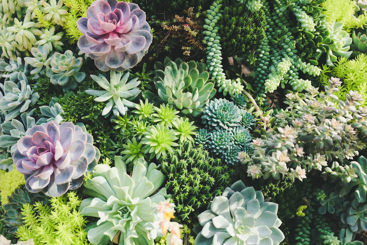 dementia and gardening