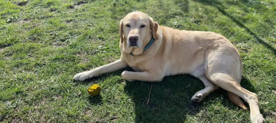 Goper and his cuddly friends bring joy to Caddington Grove residents
