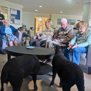 Baby Lamb Visit Brings Smiles To Upton Manor (1)