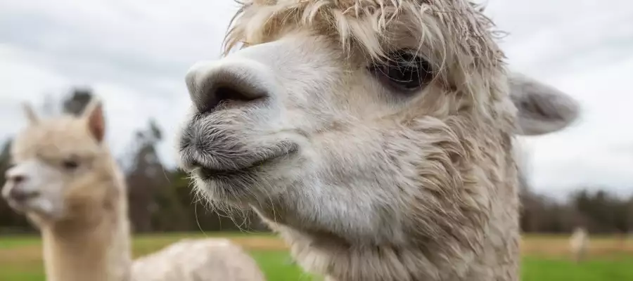 Amazing alpacas pop into Verwood House