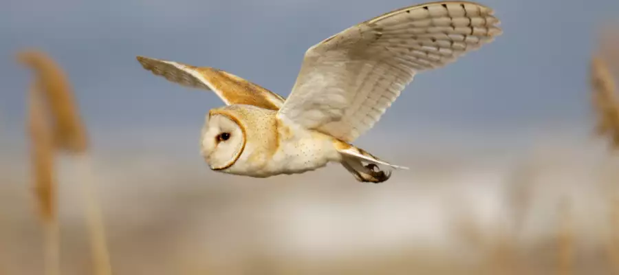 ERNSTELL HOUSE RESIDENTS THRILLED WITH FALCONRY VISIT ERNSTELL HOUSE RESIDENTS THRILLED WITH FALCONRY VISIT