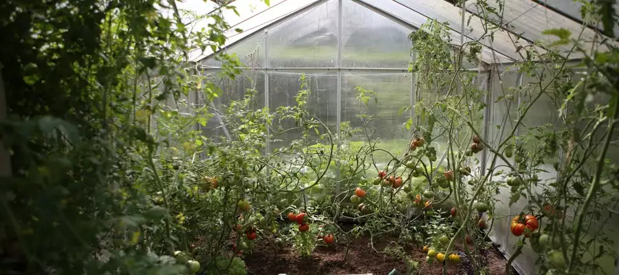 It's Blooming Marvellous at Milngavie Manor!