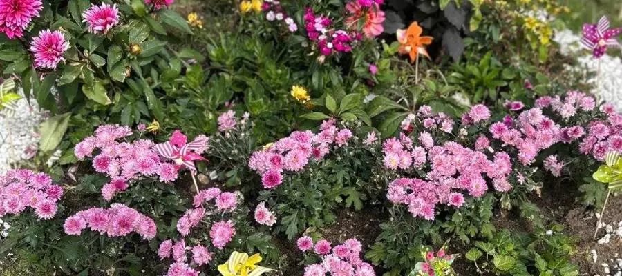 Flowers in full power at Caddington Grove Flowers in full power at Caddington Grove