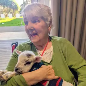 Baby Lamb Visit Brings Smiles To Upton Manor (3)