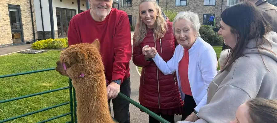 Alpacas Steal The Show at Wixams Care Home Family Fun Day
