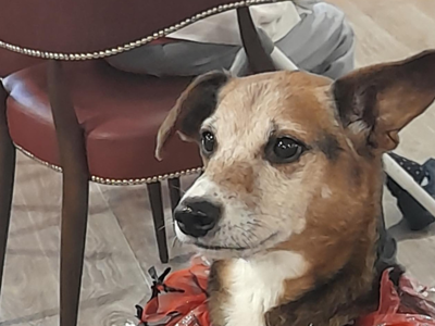 Cute chip steals the show at Elstow Manor