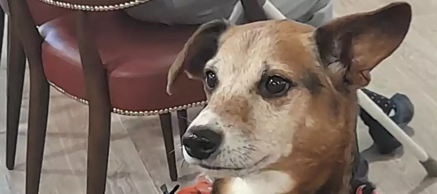 Cute chip steals the show at Elstow Manor