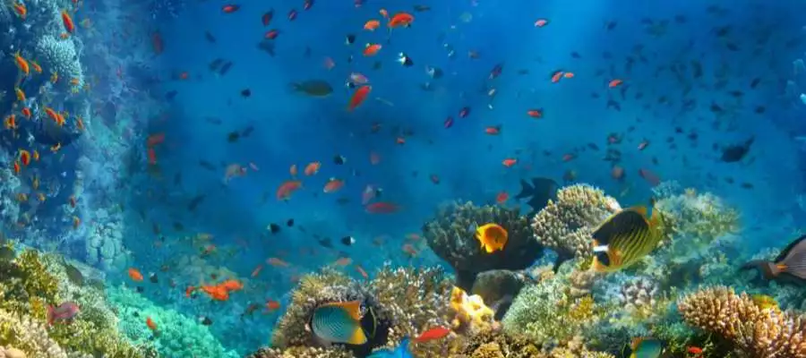 UNDER SEA ADVENTURES FOR CADDINGTON RESIDENTS UNDER SEA ADVENTURES FOR CADDINGTON RESIDENTS