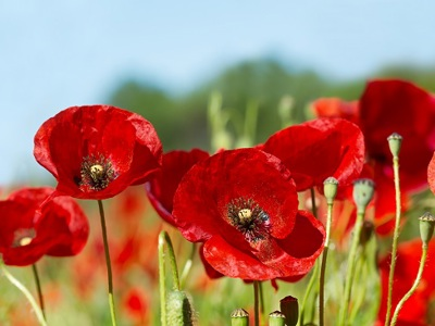 Remembrance Sunday at Nesbit House